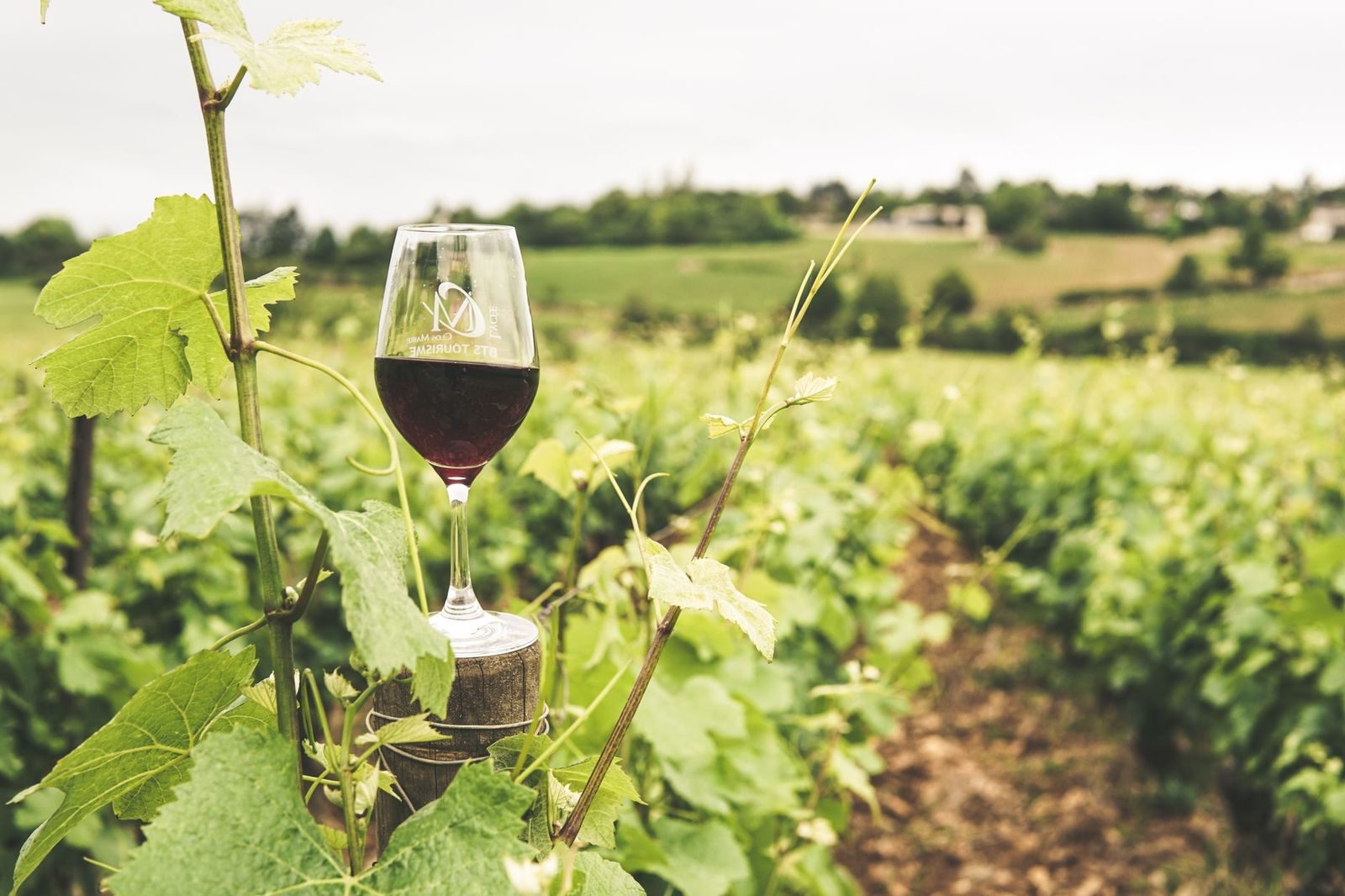A Full-Day Niagara Wine Tour Itinerary From Toronto